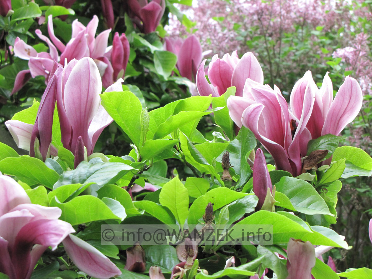 Magnolia liliiflora Nigra 13.JPG